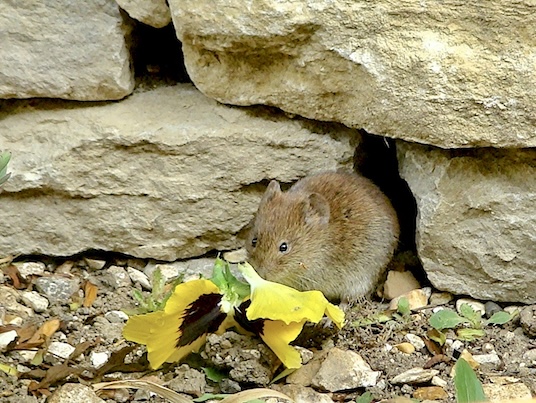 vole